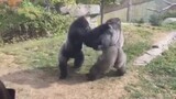 4 Gorilla Fights Caught On Camera - Animal Fights - Zoo Fights!