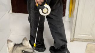 Vậy nên chó Husky vẫn phù hợp với người trẻ nuôi hơn
