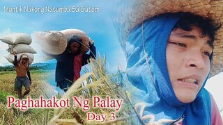 Muntik Nakong Natumba Sa Gutom (Paghahakot Ng Palay Day 3)