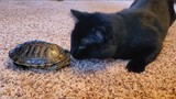 Cute cat and cute baby animals playing together  😺🦎🐢🐣🦀 Funny animal videos