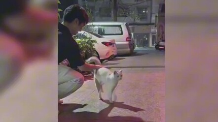 The first time I’ve ever seen a cat’s tail stand up like that.