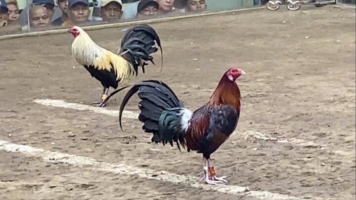 TALISAY VS RED, SECOND FIGHT HALF FIGHT LCA, 55K PARADA #SABONG LCA