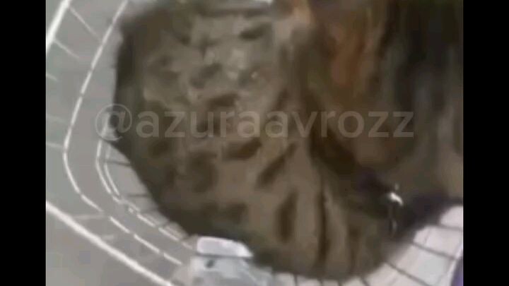 🐱:"bisa bawa sepeda ga si lo?"