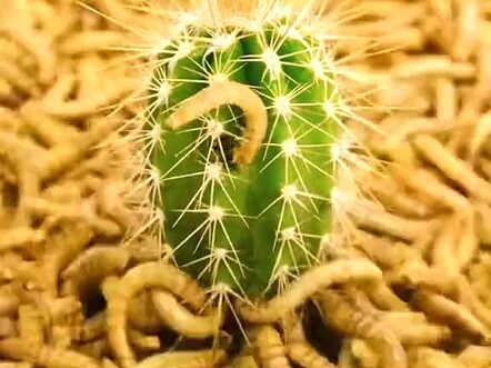 Today, the breadworm is eating a Venus flytrap.