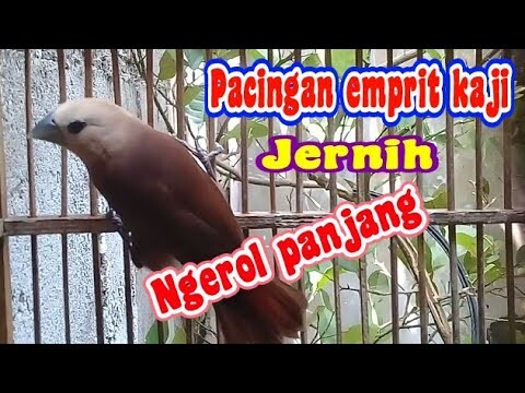 pancingan emprit kaji || dalam hitungan jam emprit kaji lain ikut bunyi ngerol.
