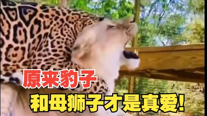 Hóa ra báo và sư tử cái mới là tình yêu đích thực!