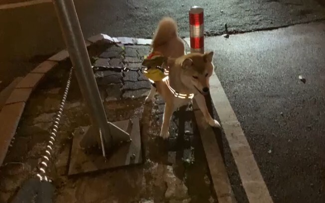 On how stubborn the "baka dogs" are