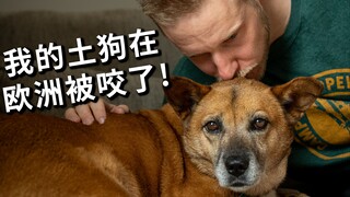 土狗在欧洲被哈士奇咬伤，我也受伤，哈士奇主人的惩罚却是这样？！