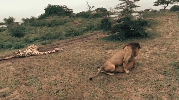 Lions Mating in Front of Giraffe Carcass
