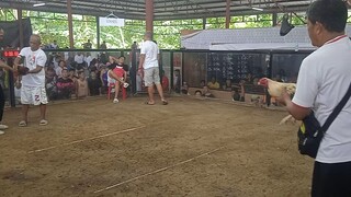 7H Grey 3x winner 🏆🏆🏆