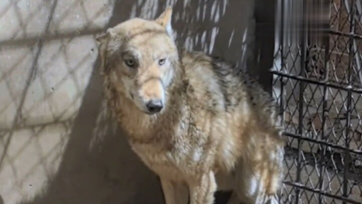 الذئب: أنا ما أرتعد حتى في سيبيريا، فكيف تقول إنني أرتجف من البرد في خنان؟