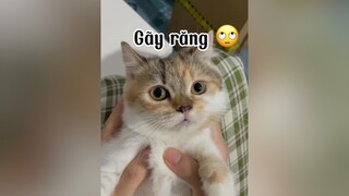 Ai kìa là ai nhò 🙄🙄🙄 Chắc hong phải Xòi đouuuu mèo cat