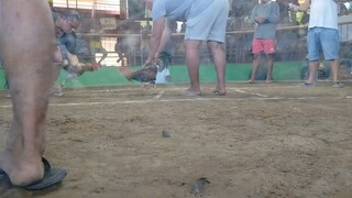 2 cock /Bullstag Derby W-L      way swerte para champion                    Win JONGSWEATER Boston