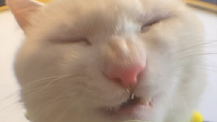 لذيذ لذيذ! أكلت كمّة كبيرة من اللون الأخضر!