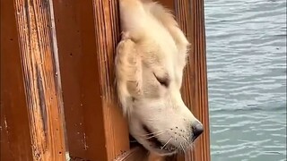 يا طفلي، أنت طفل غير ذكي جدًا!