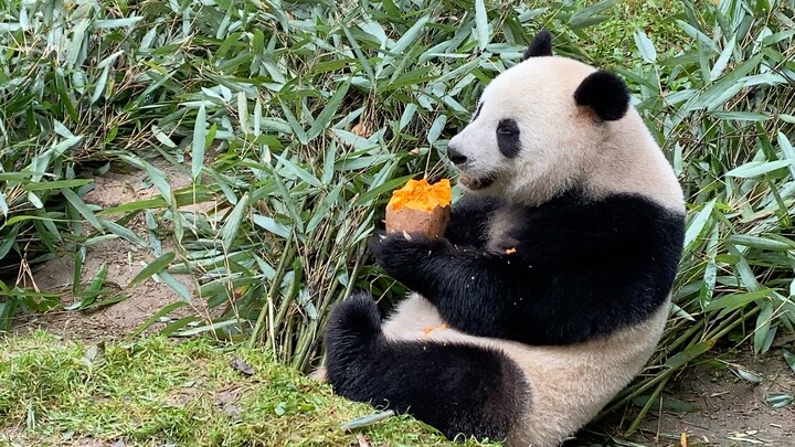 Panda Besar|Bermain Waluh