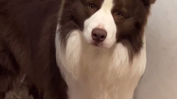 What does the pup do when it craves a late-night snack? (All that’s missing is a language module.)