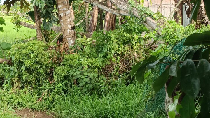 ricefarm