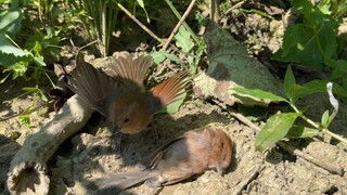 小鸟离世，同伴守护身旁，发出悲鸣求救