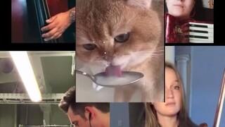 ลูกแมวน้อยเปิดตัวสู่วงการด้วยวิดีโอตอนกินนม...นี่น่าจะเป็นเวอร์ชันโคฟเวอร์ที่เจ๋งที่สุดแล้วใช่ไหม?