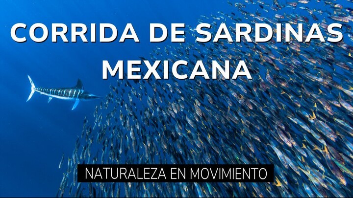 Millions of Sardines vs. Marlin, Sea Lions & Dorado | Mexico’s Sardine Run | 墨西哥沙丁鱼风暴