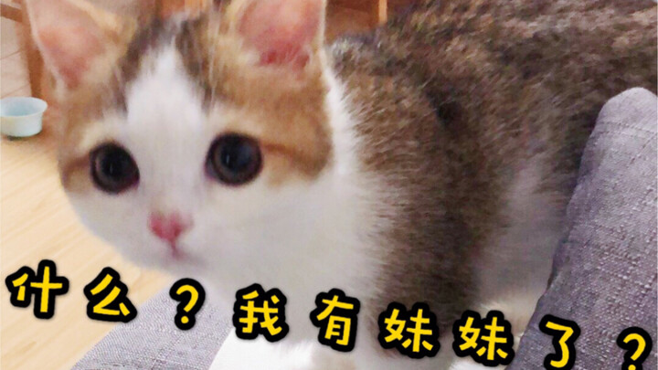 Phản ứng của bé mèo khi biết mình sắp có em gái là gì?