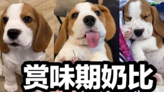 可是...可是...这可是未满三个月的奶比诶~