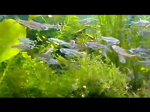 TERNYATA IKAN HIAS TANGKAPAN DARI ALAM TIDAK KALAH CANTIK LHO