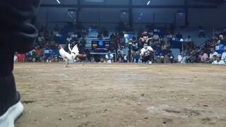 Boston Kelso Fastest Kill