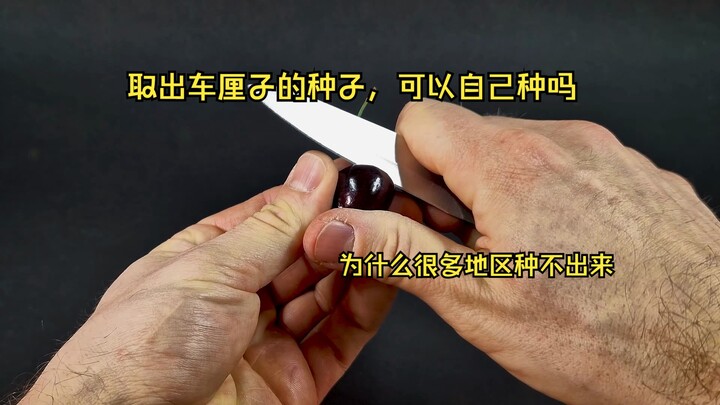 超市里买的车厘子，取出果核可以自己种吗？为什么很多地区的朋友种不出来？