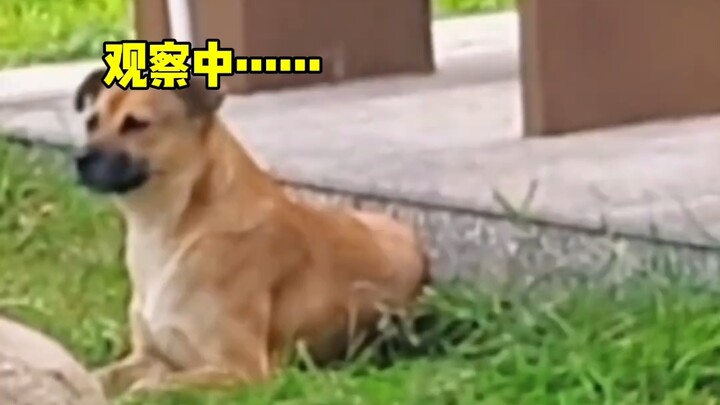 Chẳng có chú cún con nào có thể cưỡng lại sức mạnh của “chụt chụt chụt”