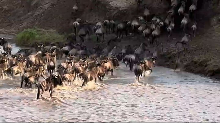 Great Wildebeest Migration filmed Masai MaraKenya