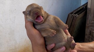 พี่น้องหัวหนง: น้องหมาคลอดลูกครอกใหม่แล้ว นุ่มนิ่มน่ารักอยู่ในมือฉัน