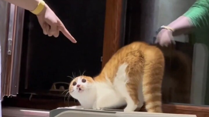 Kucing “sekarang sudah melengkung sampai bisa menahan sebotol soda”