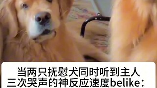 The amazing reaction speed of the comfort dog belike