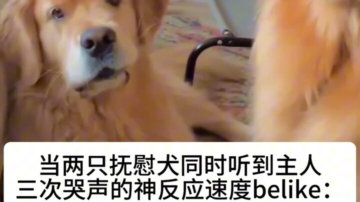 抚慰犬的神反应速度belike