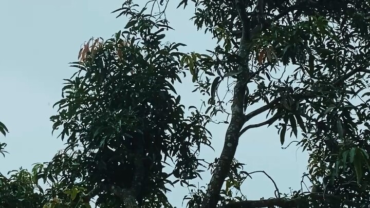 ঝির ঝির করে বৃষ্টি পড়ছে