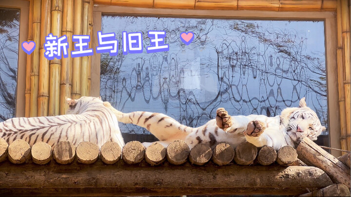 新王与旧王，最近好像有点和谐