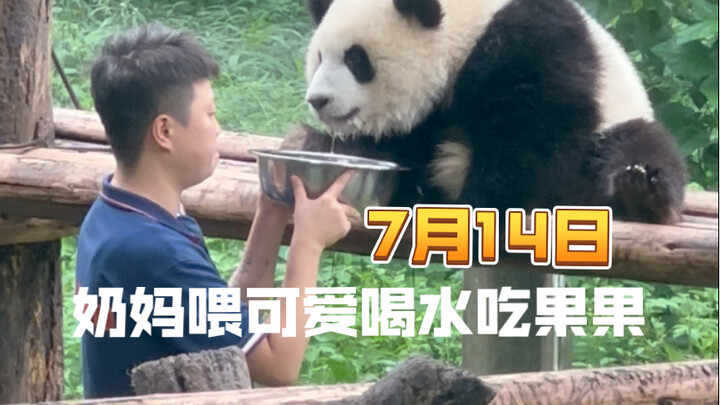 Nanny feeds Cutie water and fruit.