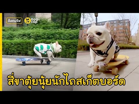 "ไป๋ไช่" สี่ขาตุ้ยนุ้ยนักไถสเก็ตบอร์ดสุดเฟี้ยว! | Dog's Clip