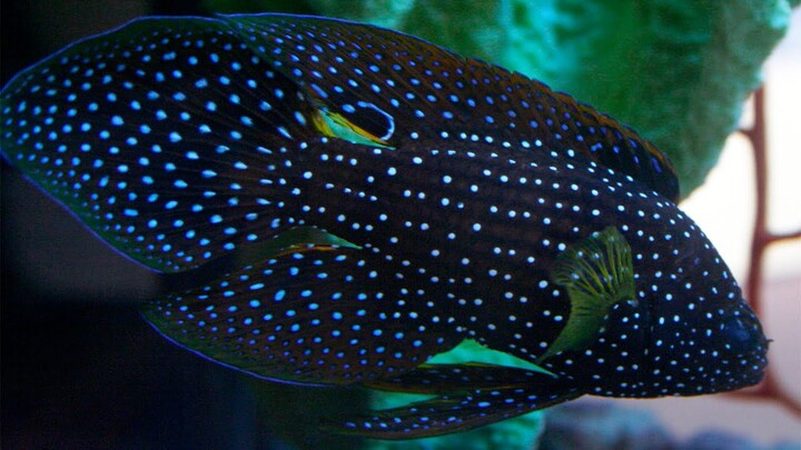 INI ALASAN KENAPA IKAN INI DISEBUT IKAN CUPANG LAUT