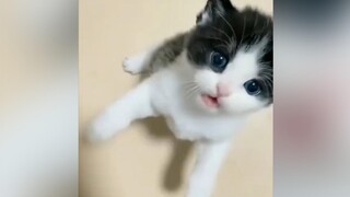 แมว : "คุณกอดฉันได้ไหม?"