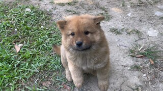 Saya bertemu dengan seekor anjing kecil asli yang sangat patuh di pasar, bagaimana mungkin saya tida