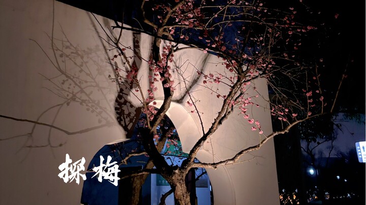 Liệu mai tiên hay hải đường môn tiên?