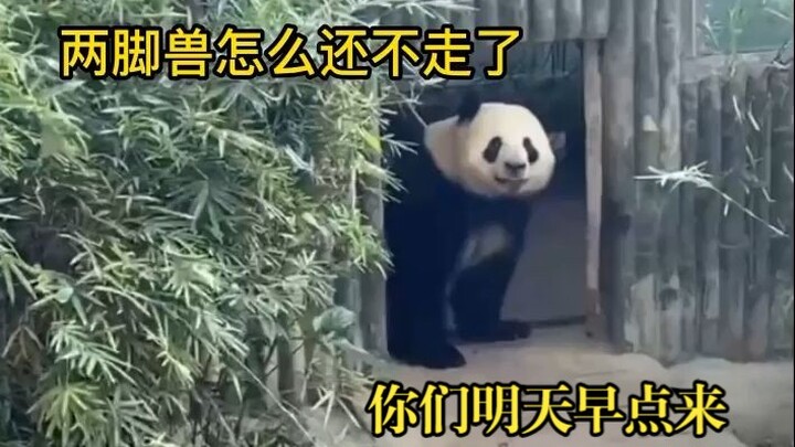 Panda raksasa ini mengira sudah waktunya pulang kerja, jadi ia pun pulang sendiri, menutup pintu, da