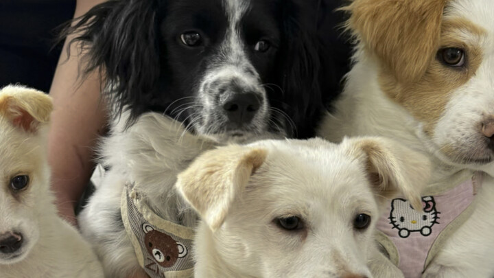 ท้าทำหม่าล่าถังให้สุนัข 100 ตัว (1/100)