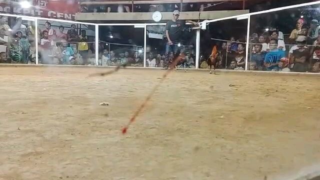 BISDAK WARRIORS 2X WINNER CECIL CROSS BGBAC 3 STAG DERBY
