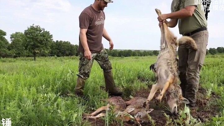 Hunter x Hunter memanfaatkan anjing pemburu untuk mengalihkan perhatian serigala, padahal sejatinya 