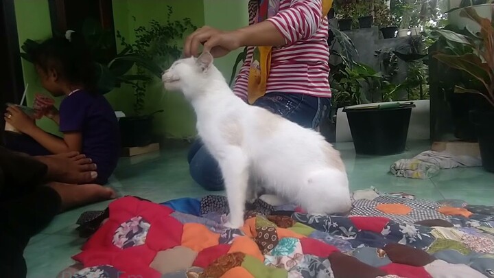 Suara Peranakan kucing persia sangat Manja