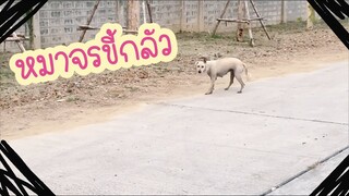โลกของแสนดี ตอน เอาอาหารให้หมาข้างทาง